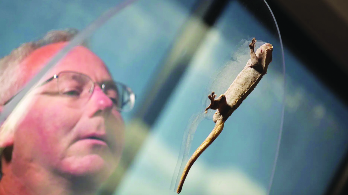 Come fanno gli animali