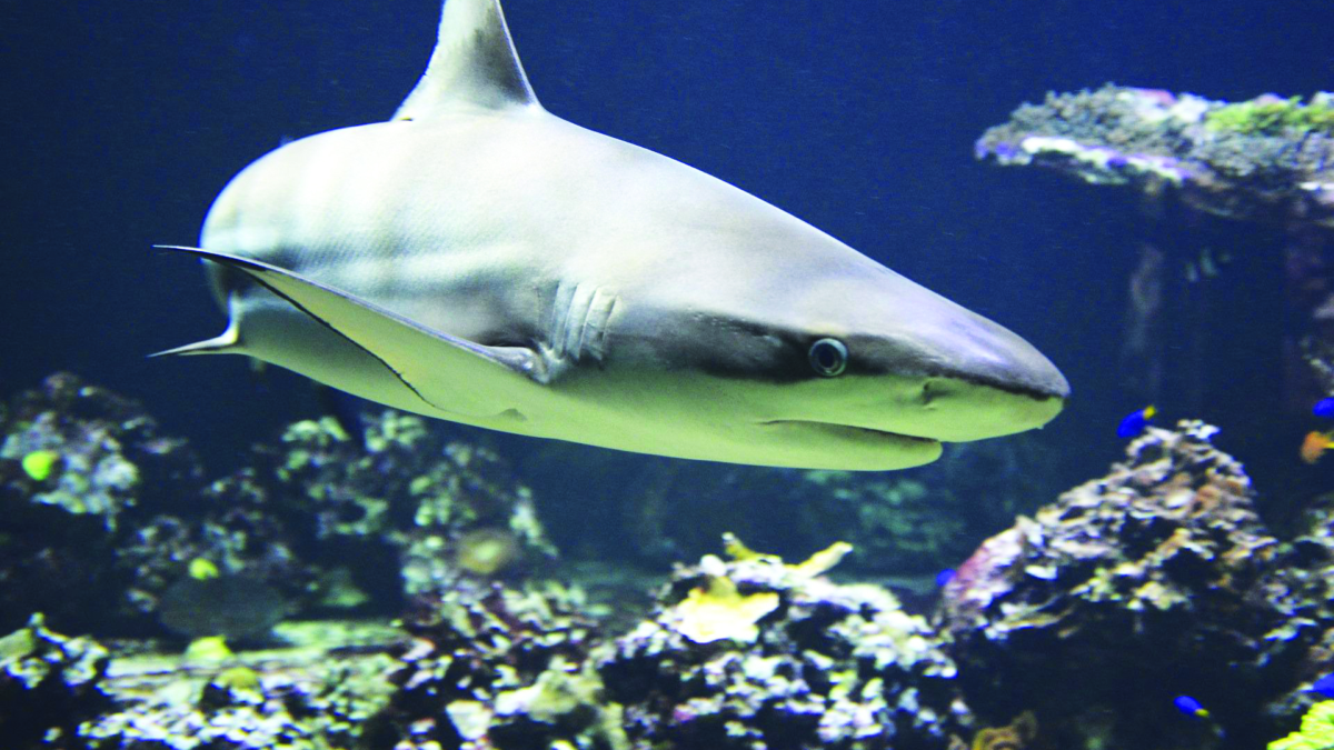 Cape Cod, il promontorio della paura