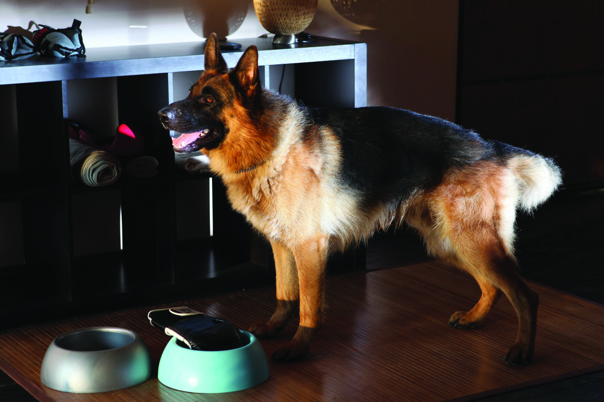 Rex-Alla luce del sole