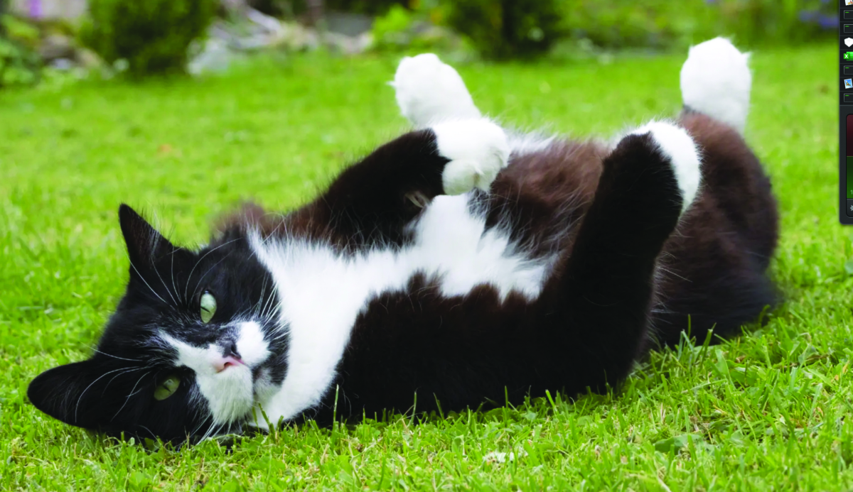 Desperate House Cats