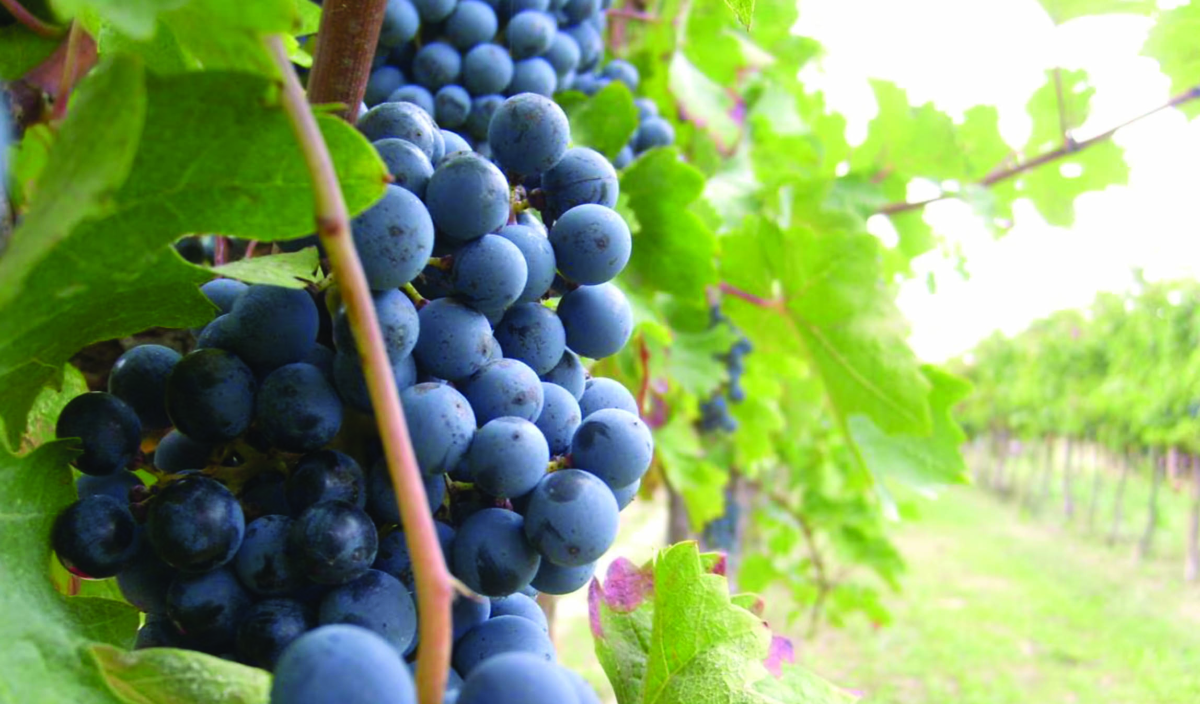 Che magnifica impresa